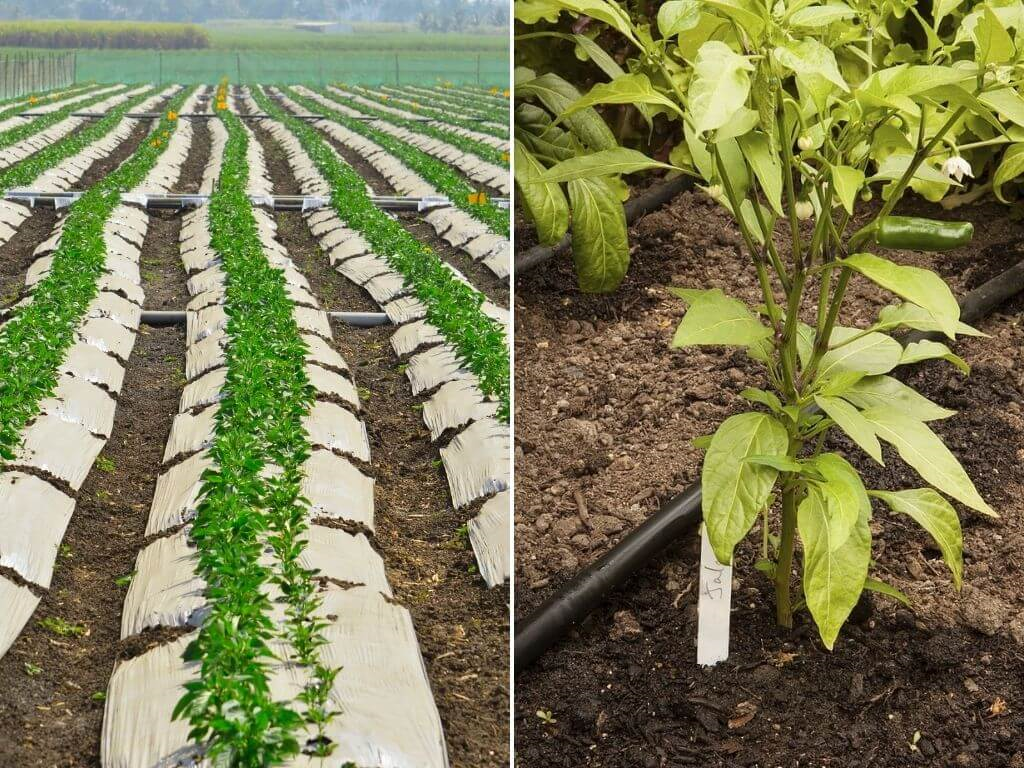 Complete guide to Chilli farming