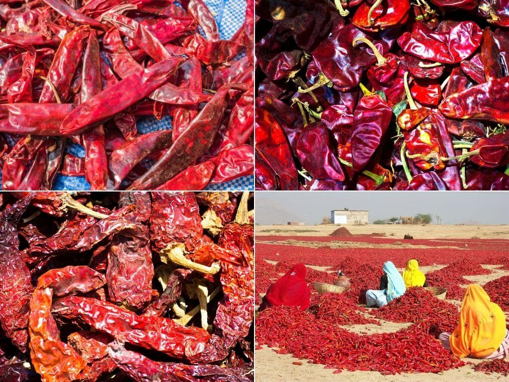 Complete guide to Chilli farming