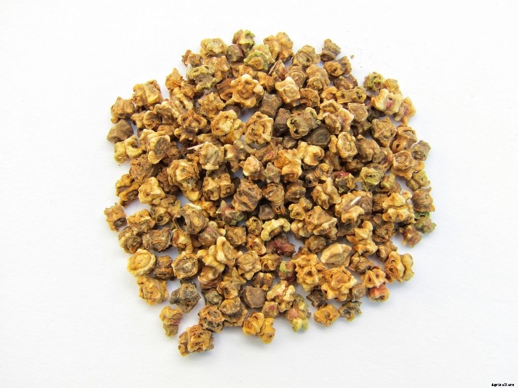 Complete guide to beetroot farming