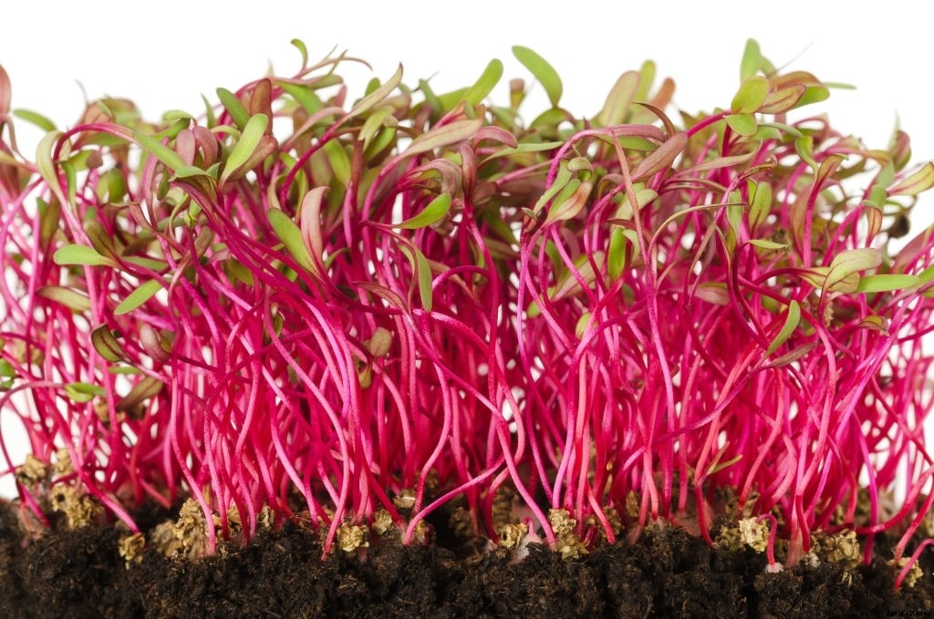 Complete guide to beetroot farming