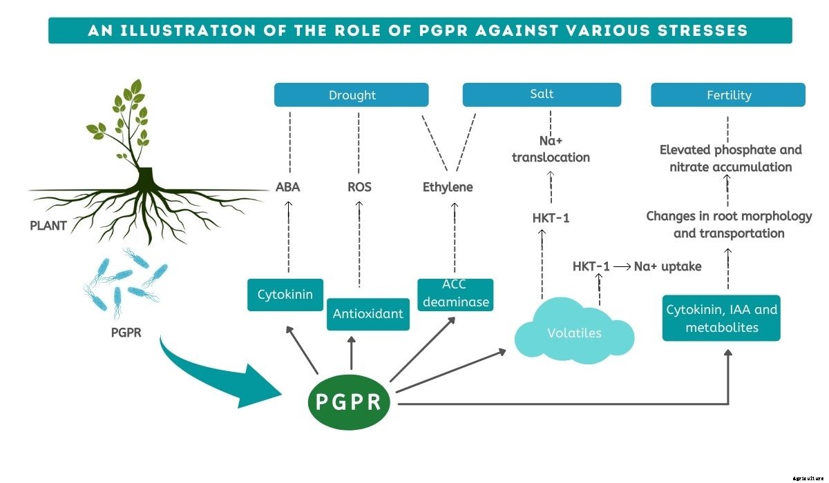 PGPR: Biological Agent for Soil Borne Diseases