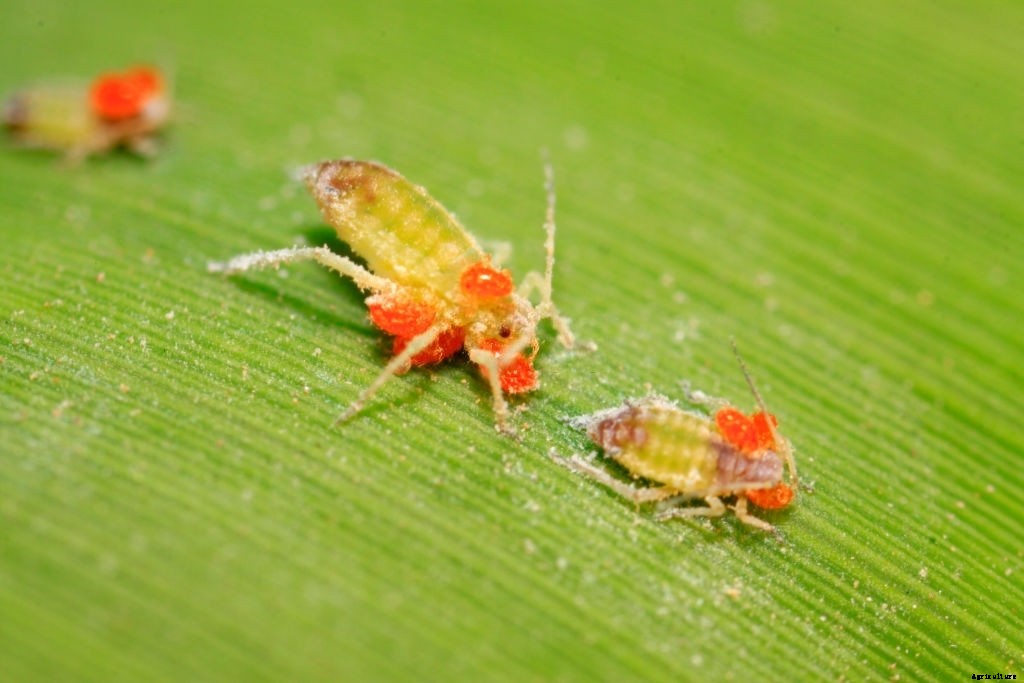 Complete guide to beetroot farming