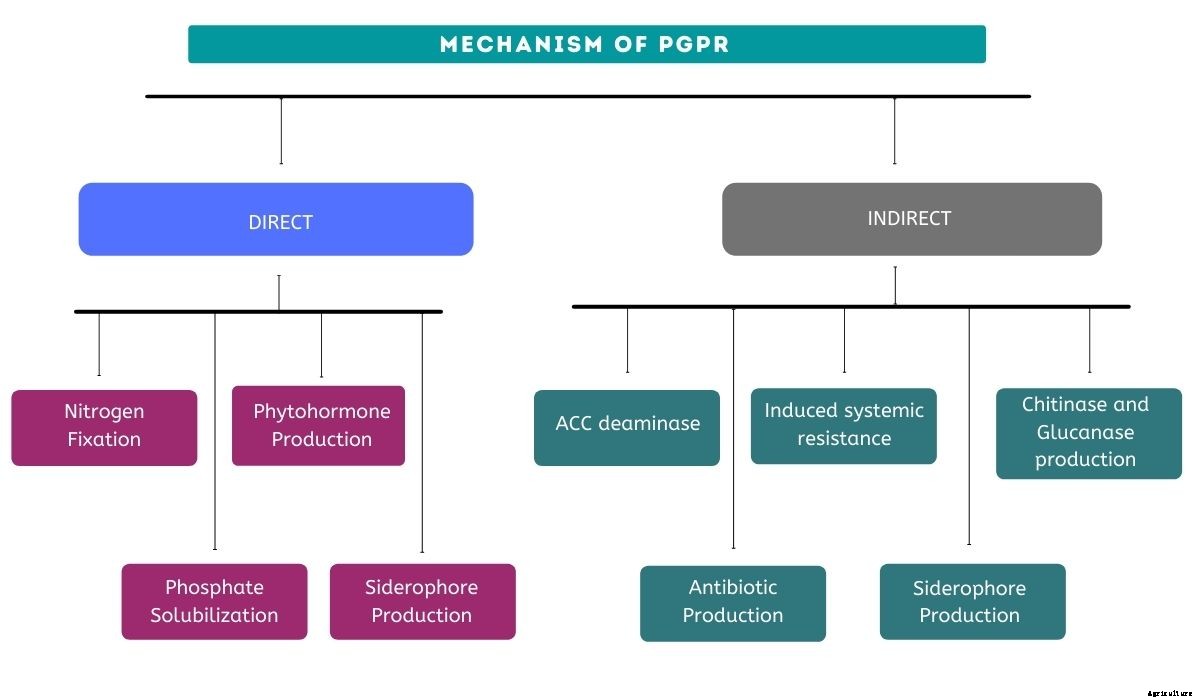 PGPR: Biological Agent for Soil Borne Diseases