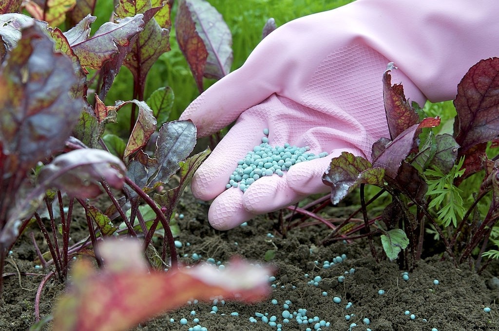 Complete guide to beetroot farming