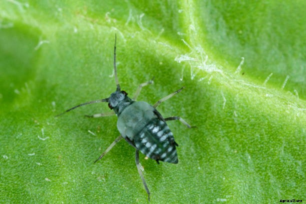 Complete guide to beetroot farming