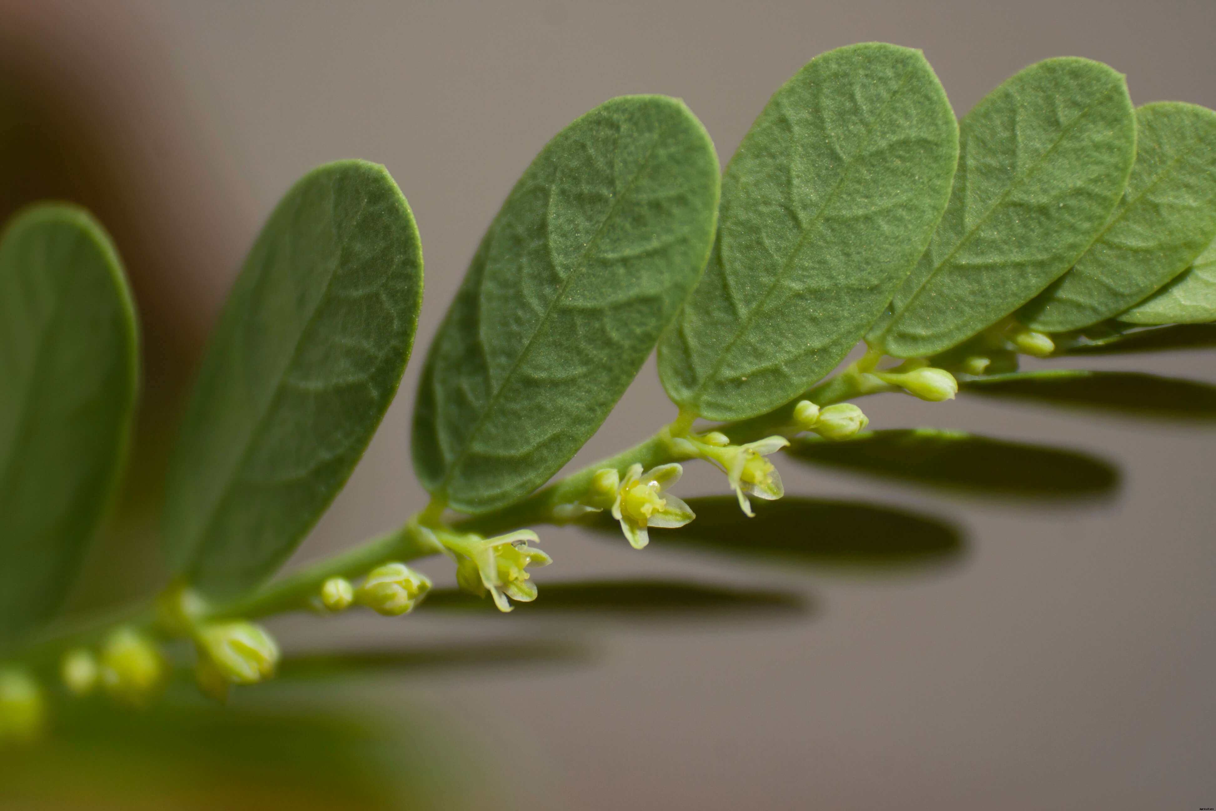 Phyllanthus niruri : Benefits and guide on how to grow it