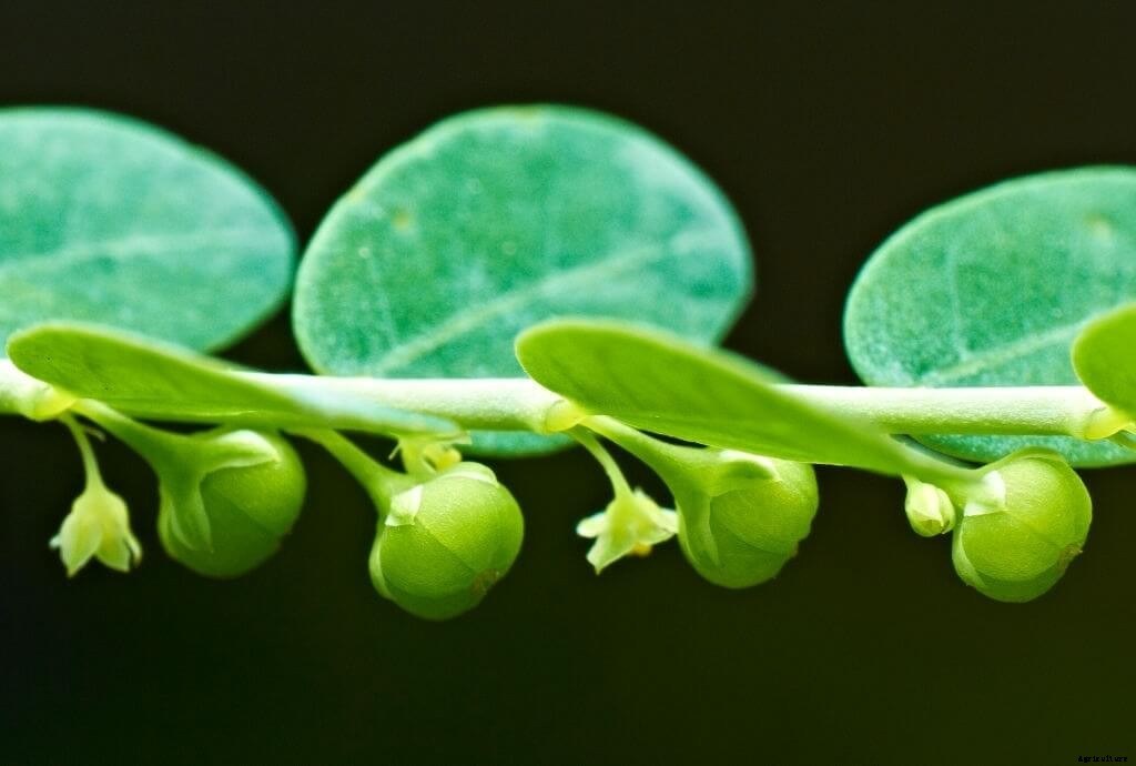 Phyllanthus niruri : Benefits and guide on how to grow it