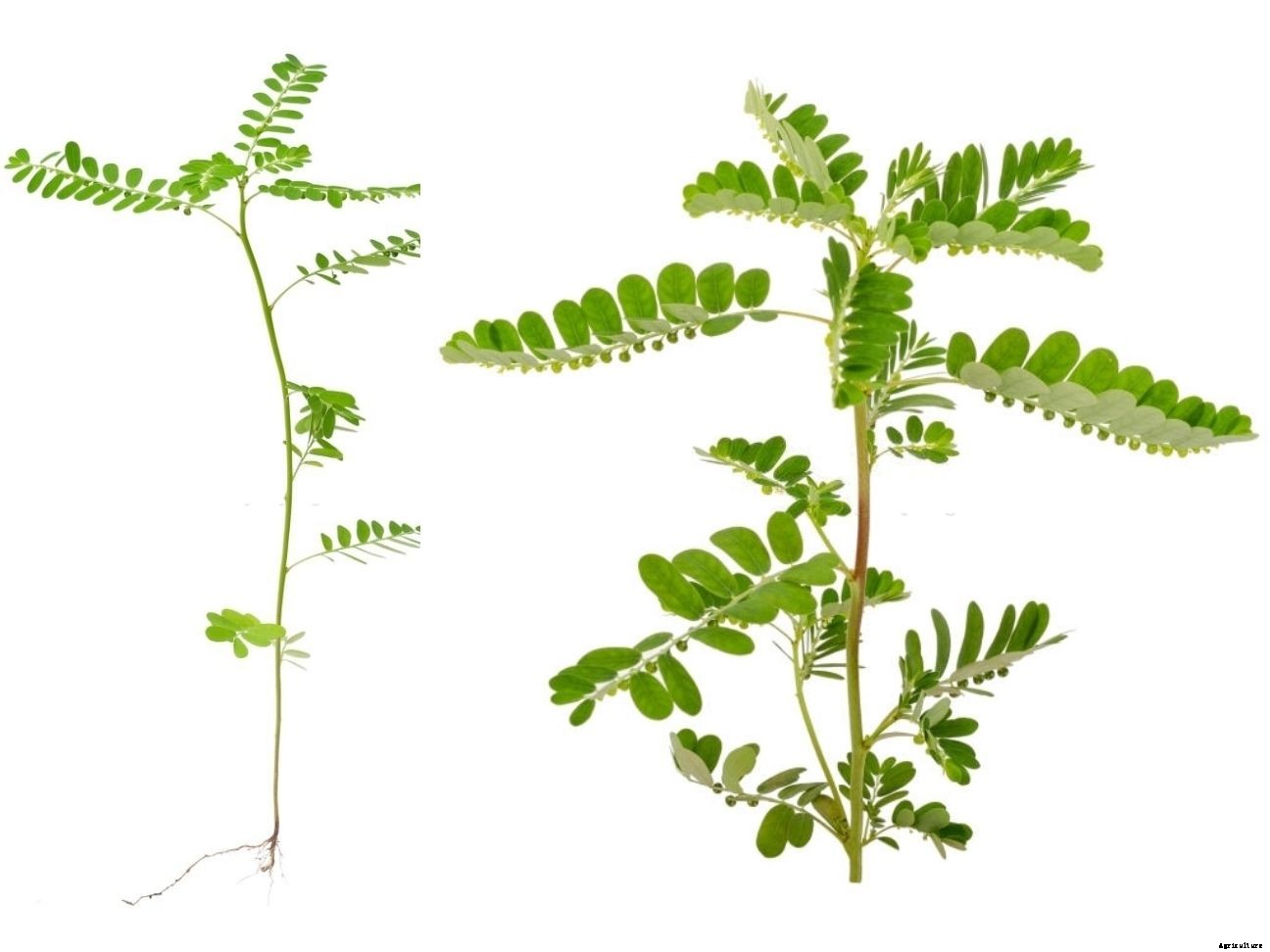 Phyllanthus niruri : Benefits and guide on how to grow it