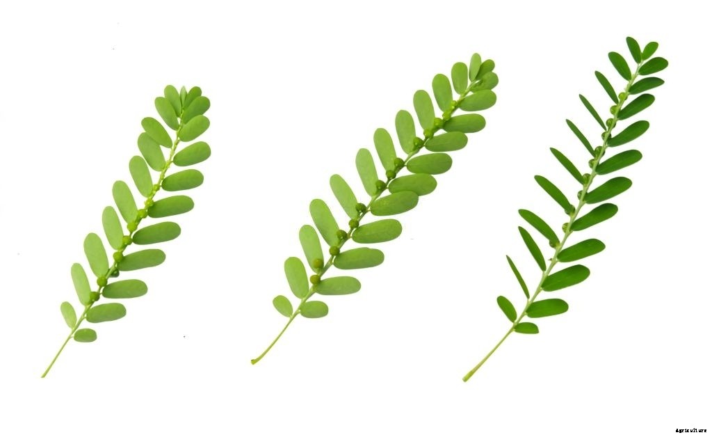 Phyllanthus niruri : Benefits and guide on how to grow it