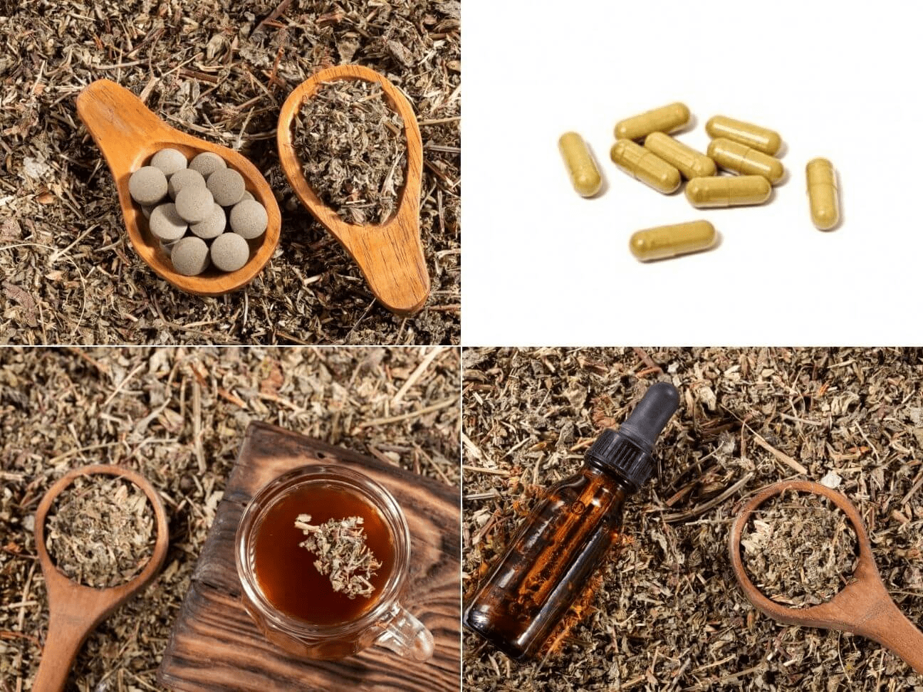 Phyllanthus niruri : Benefits and guide on how to grow it