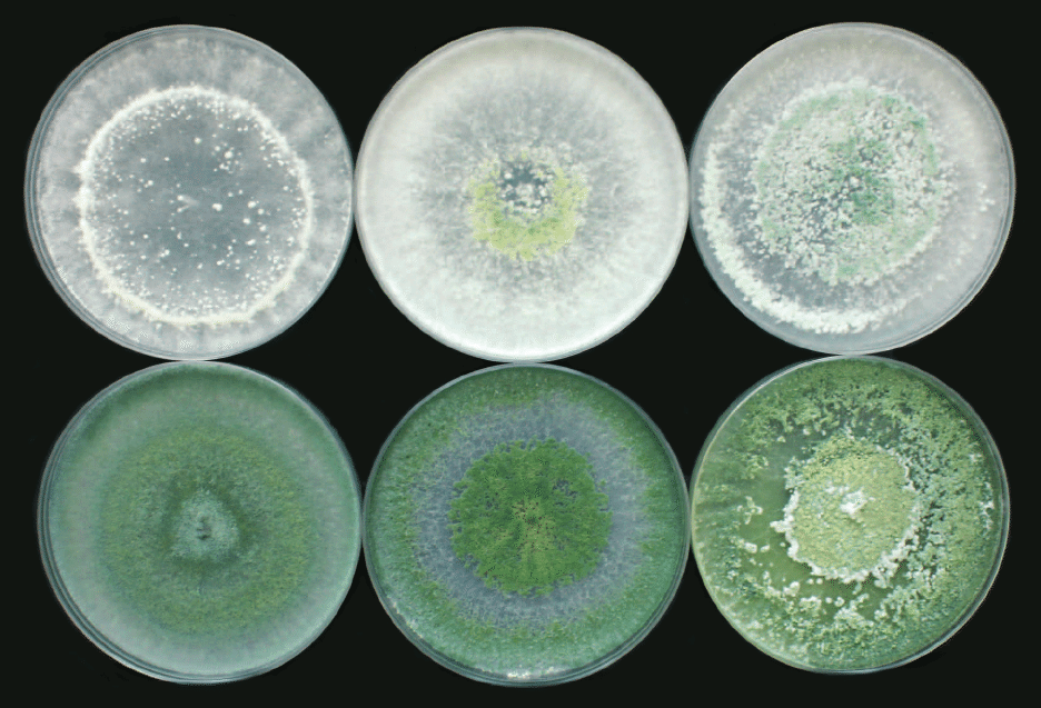 Trichoderma viridae: An Important Plant Protection biological Agent