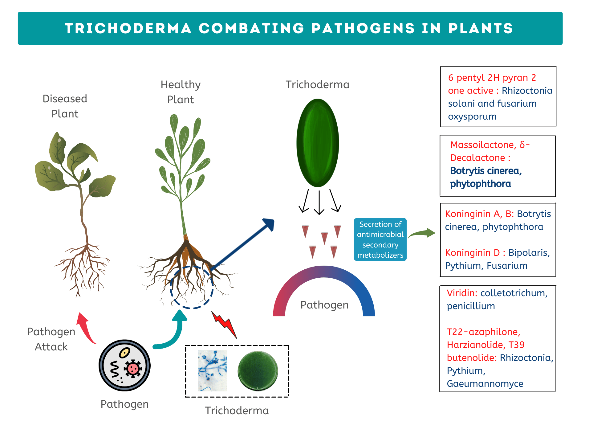 Trichoderma viridae: An Important Plant Protection biological Agent