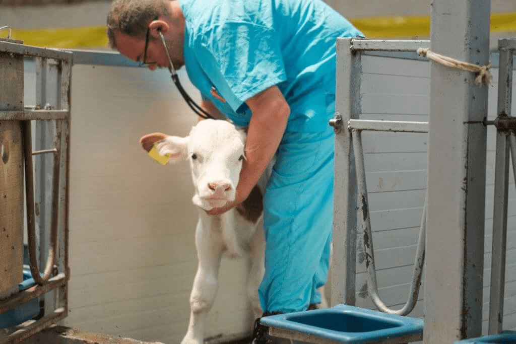 How to raise a healthy calf