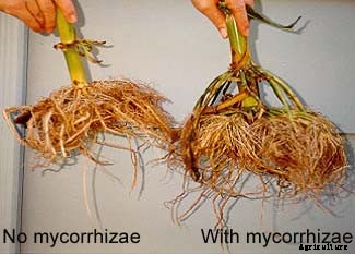 Role of VAM as plant bio fertilizers