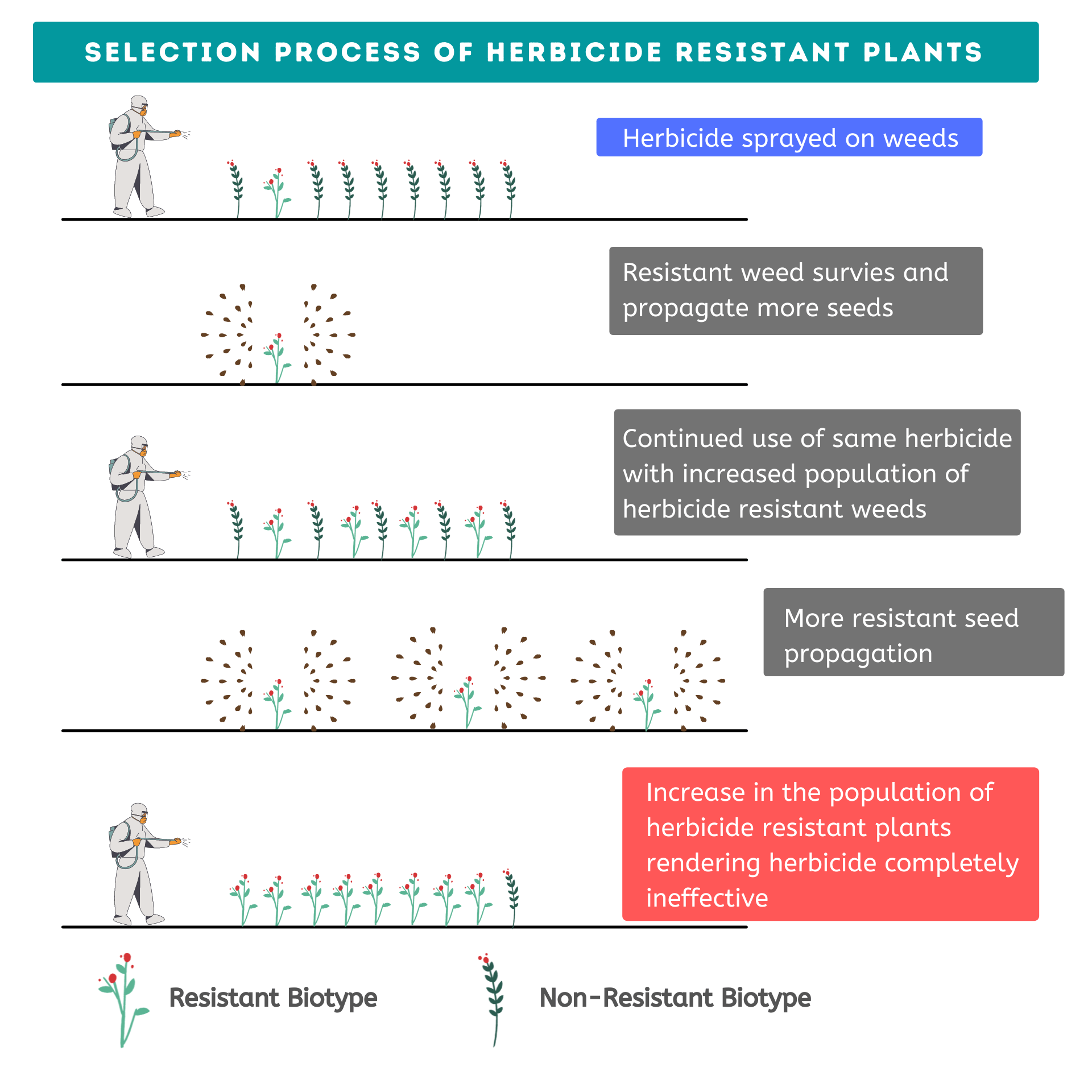 Weed herbicide resistance and its management