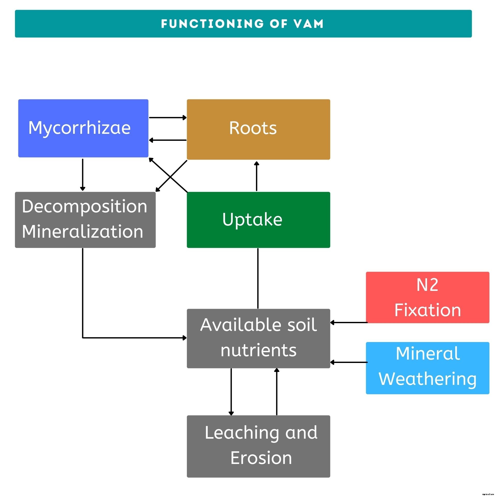 Role of VAM as plant bio fertilizers