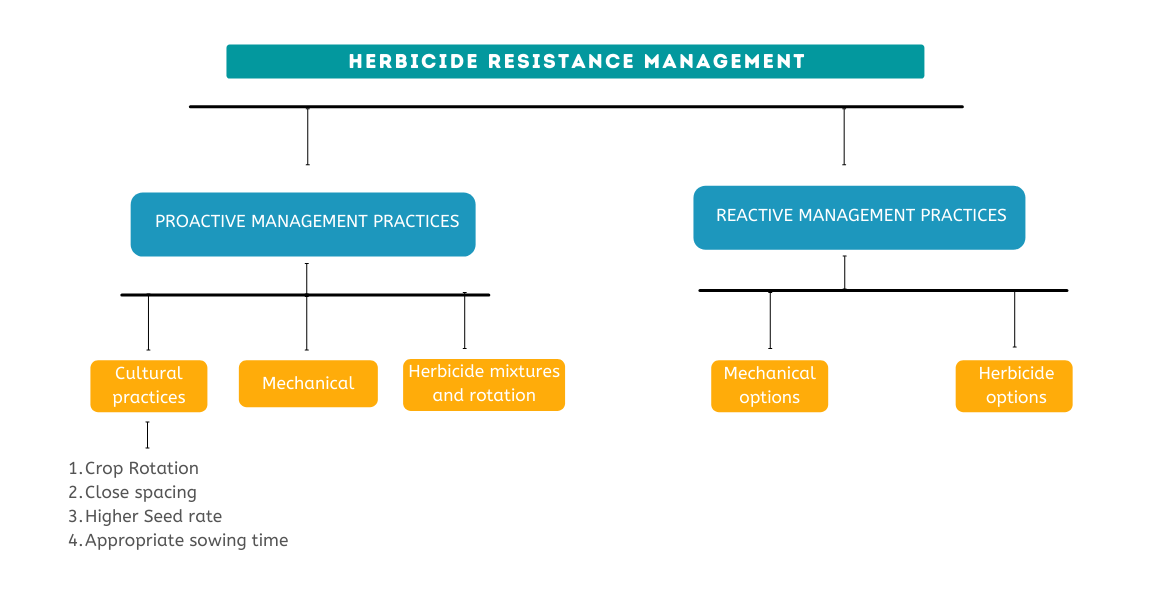 Weed herbicide resistance and its management
