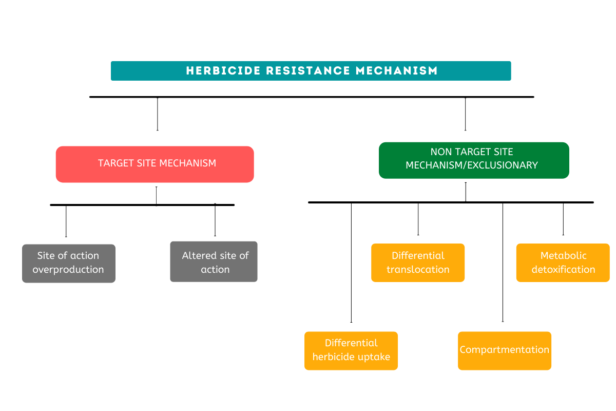 Weed herbicide resistance and its management