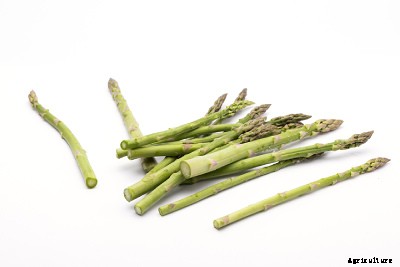 23 Winter season vegetables grown in India