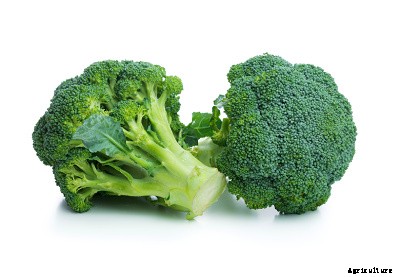 23 Winter season vegetables grown in India