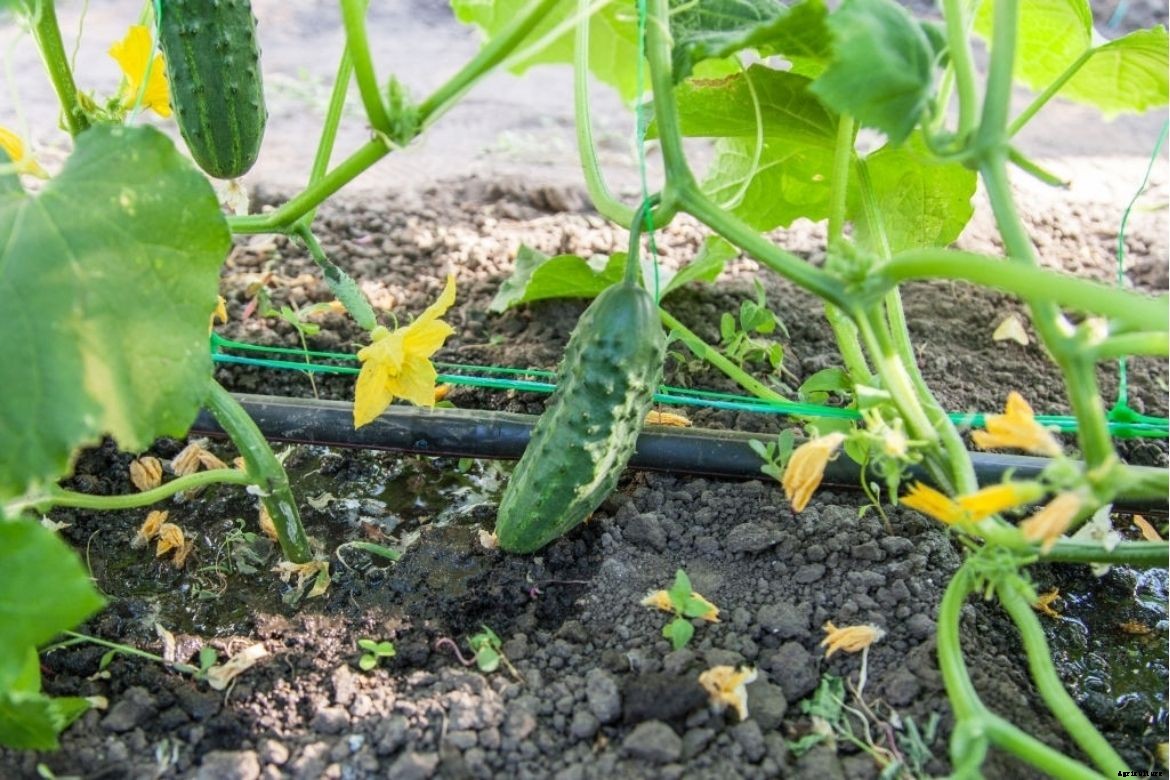 Complete guide on how to cultivate cucumber in polyhouse
