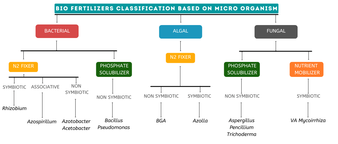 What is bio fertilizer: Its Types and Uses