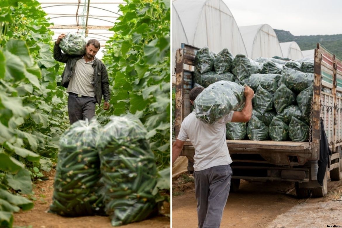 Complete guide on how to cultivate cucumber in polyhouse