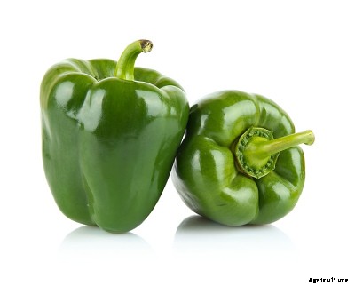 23 Winter season vegetables grown in India