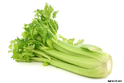 23 Winter season vegetables grown in India