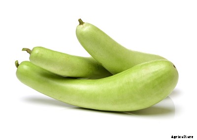 23 Winter season vegetables grown in India