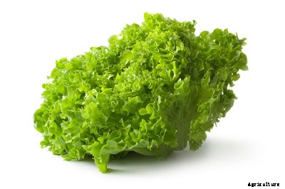 23 Winter season vegetables grown in India