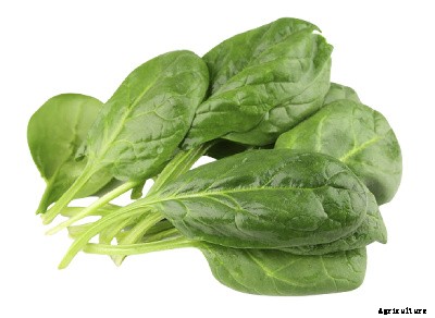 23 Winter season vegetables grown in India