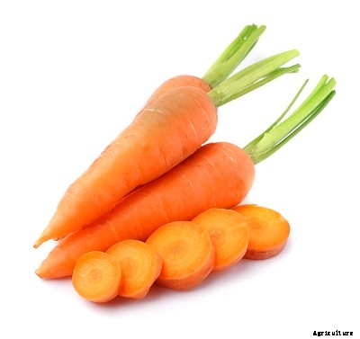 23 Winter season vegetables grown in India