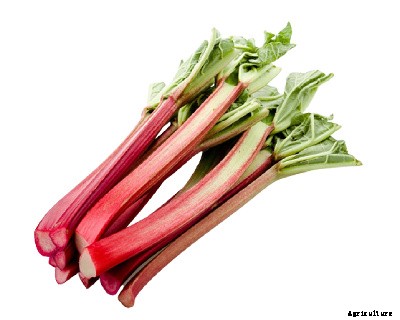 23 Winter season vegetables grown in India