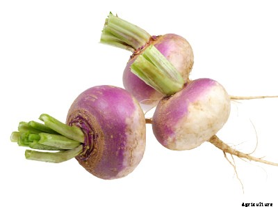 23 Winter season vegetables grown in India