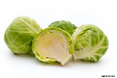 23 Winter season vegetables grown in India