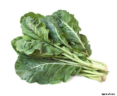 23 Winter season vegetables grown in India