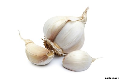 23 Winter season vegetables grown in India