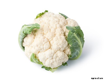 23 Winter season vegetables grown in India