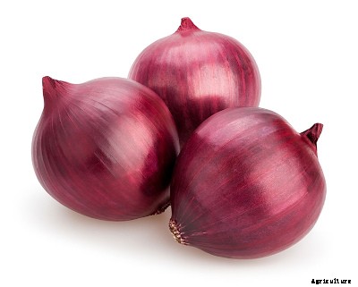 23 Winter season vegetables grown in India