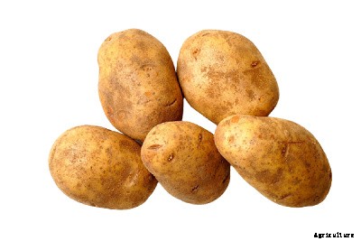 23 Winter season vegetables grown in India