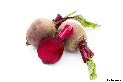 23 Winter season vegetables grown in India