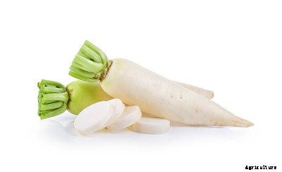 23 Winter season vegetables grown in India