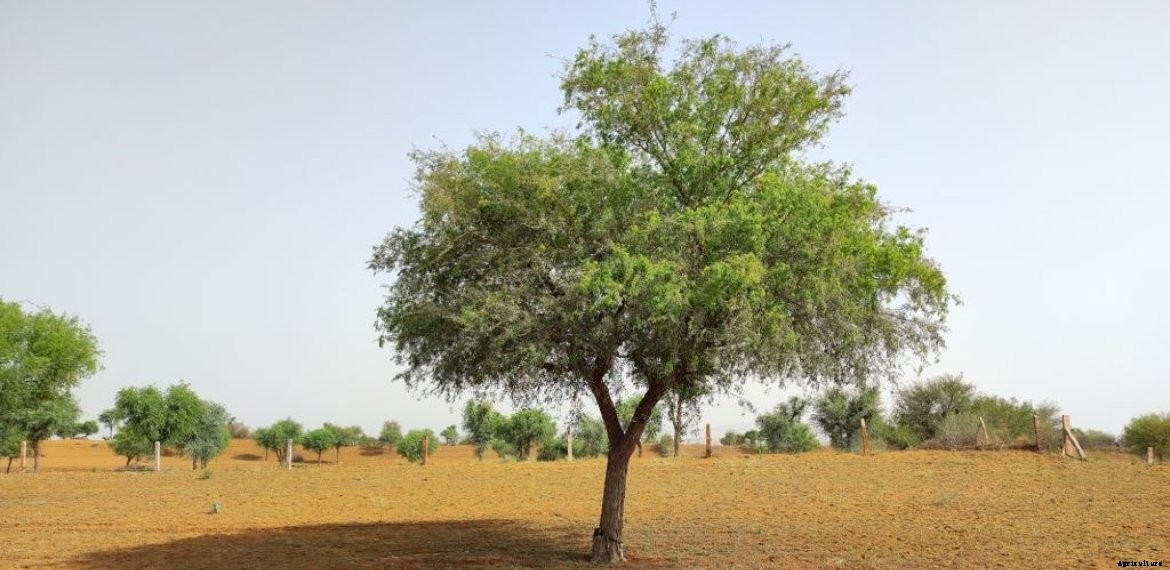 An Intro to Khejri tree : Prosopis cineraria