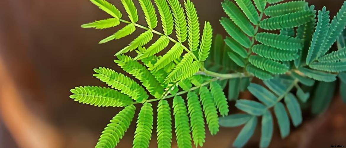 An Intro to Khejri tree : Prosopis cineraria
