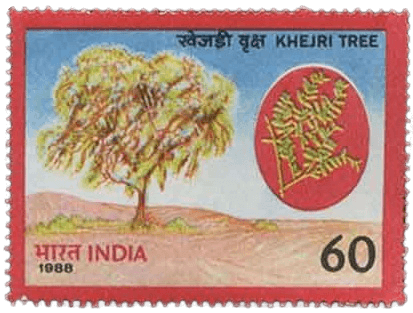 An Intro to Khejri tree : Prosopis cineraria