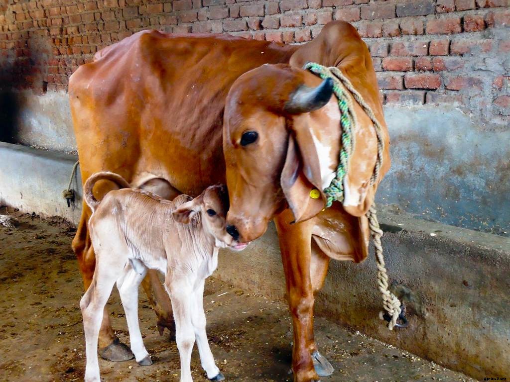 Gir cow : History, characteristics and Management Practices