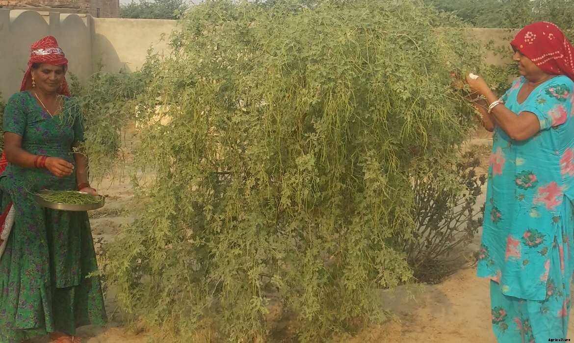 An Intro to Khejri tree : Prosopis cineraria