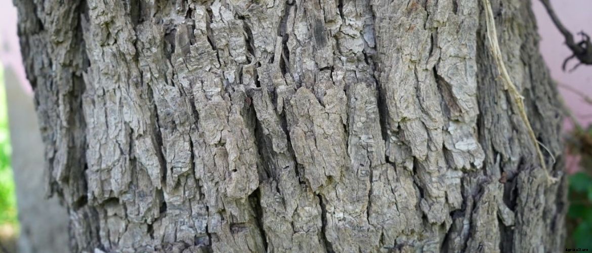 An Intro to Khejri tree : Prosopis cineraria