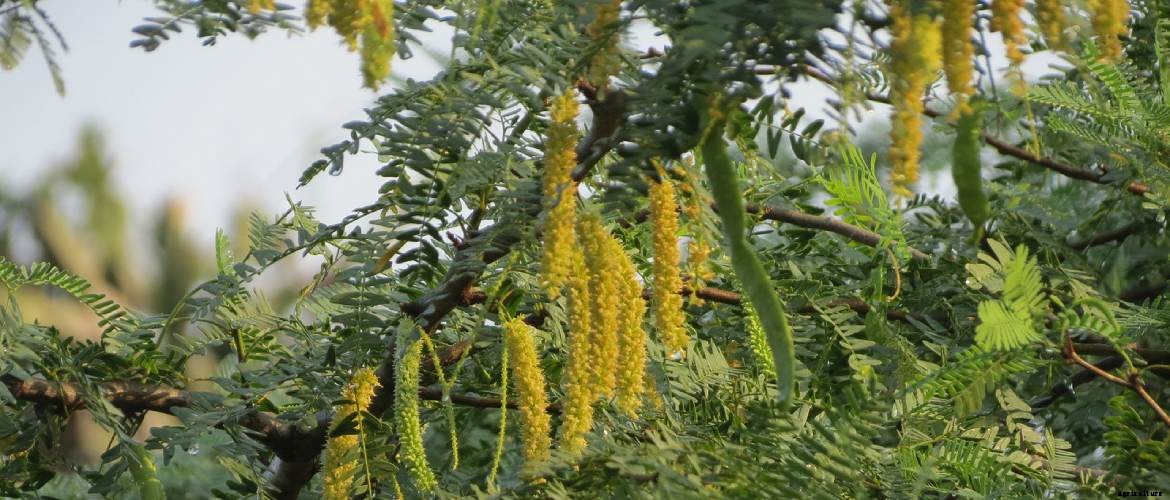An Intro to Khejri tree : Prosopis cineraria
